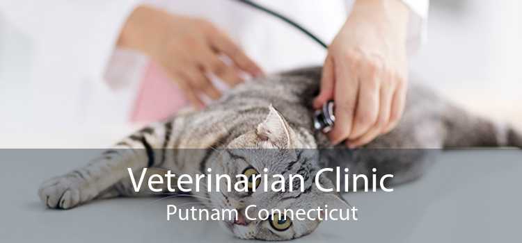 Veterinarian Clinic Putnam Connecticut