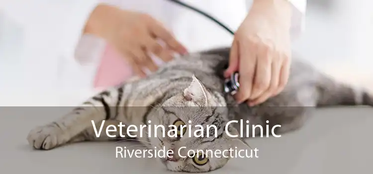 Veterinarian Clinic Riverside Connecticut