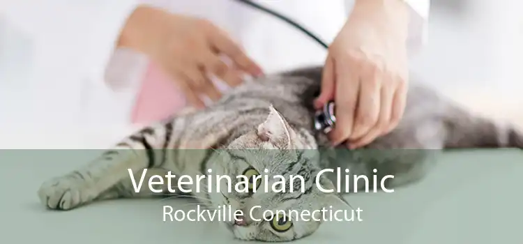 Veterinarian Clinic Rockville Connecticut