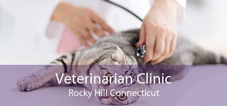 Veterinarian Clinic Rocky Hill Connecticut