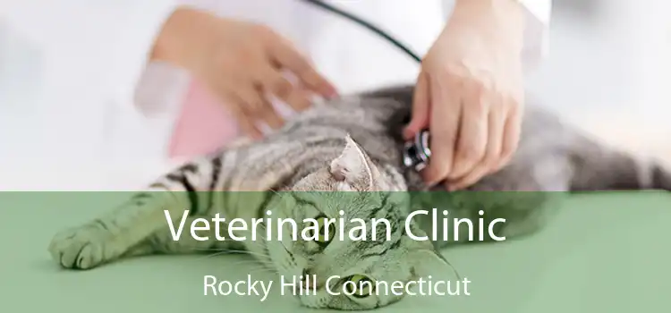 Veterinarian Clinic Rocky Hill Connecticut