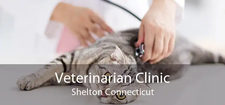 Veterinarian Clinic Shelton Connecticut
