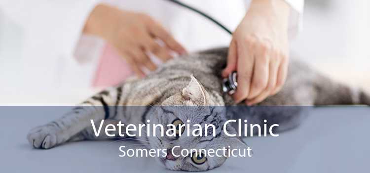 Veterinarian Clinic Somers Connecticut