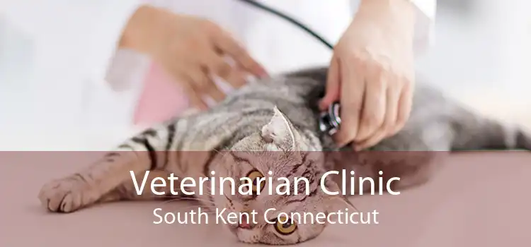 Veterinarian Clinic South Kent Connecticut