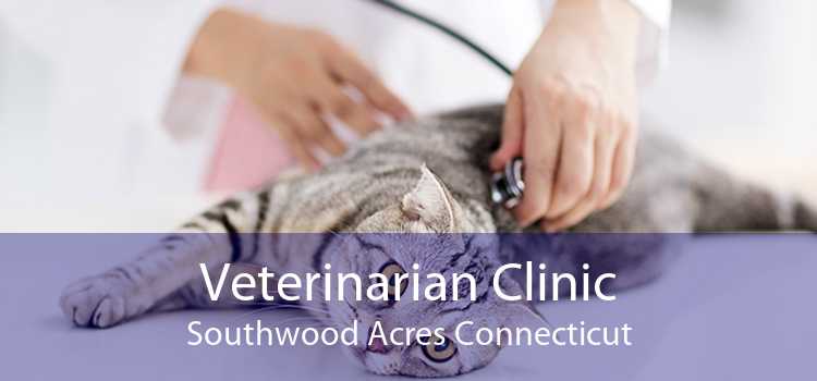 Veterinarian Clinic Southwood Acres Connecticut