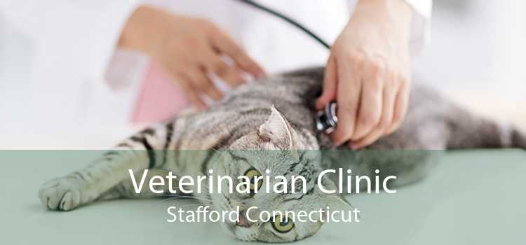 Veterinarian Clinic Stafford Connecticut