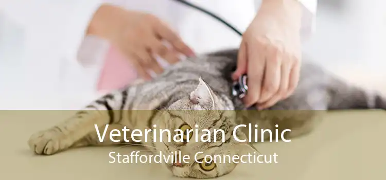 Veterinarian Clinic Staffordville Connecticut