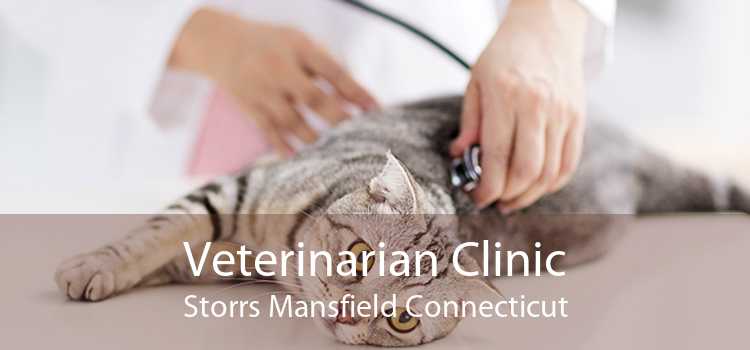 Veterinarian Clinic Storrs Mansfield Connecticut