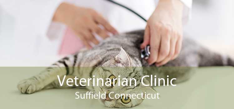 Veterinarian Clinic Suffield Connecticut