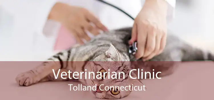 Veterinarian Clinic Tolland Connecticut