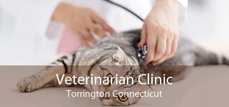 Veterinarian Clinic Torrington Connecticut