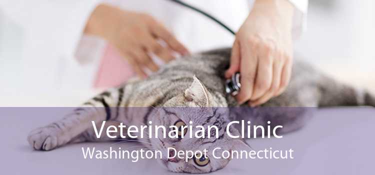 Veterinarian Clinic Washington Depot Connecticut