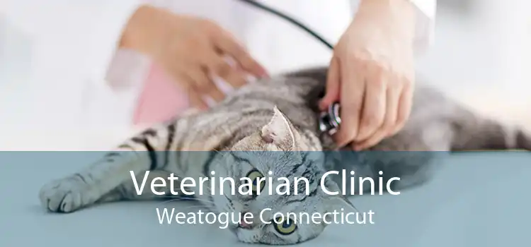 Veterinarian Clinic Weatogue Connecticut