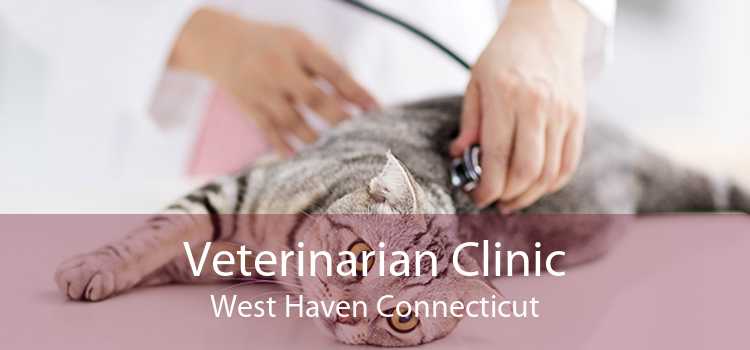 Veterinarian Clinic West Haven Connecticut