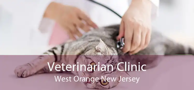 Veterinarian Clinic West Orange New Jersey