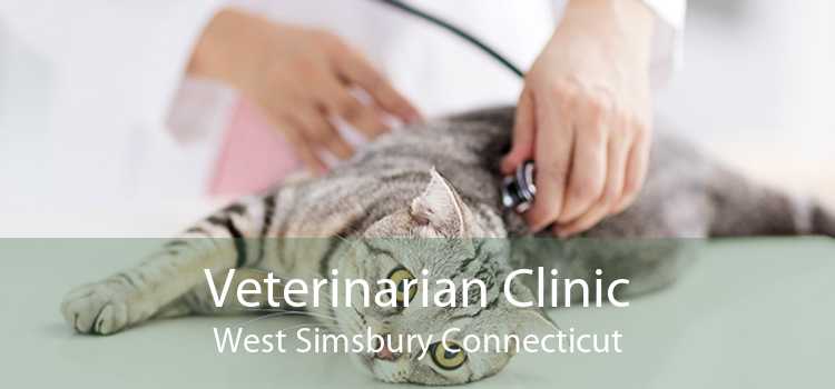 Veterinarian Clinic West Simsbury Connecticut