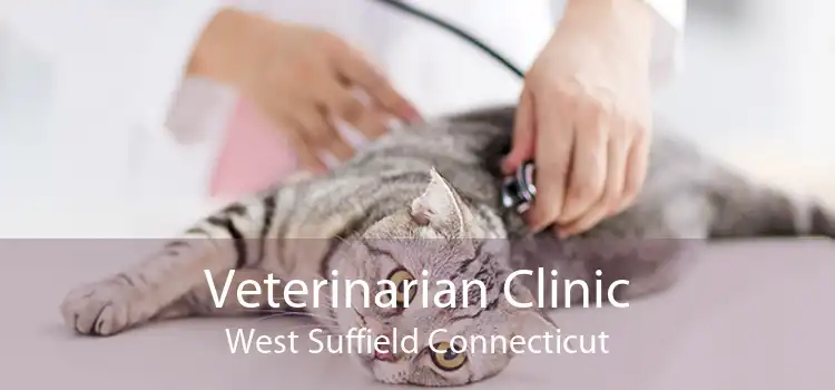 Veterinarian Clinic West Suffield Connecticut