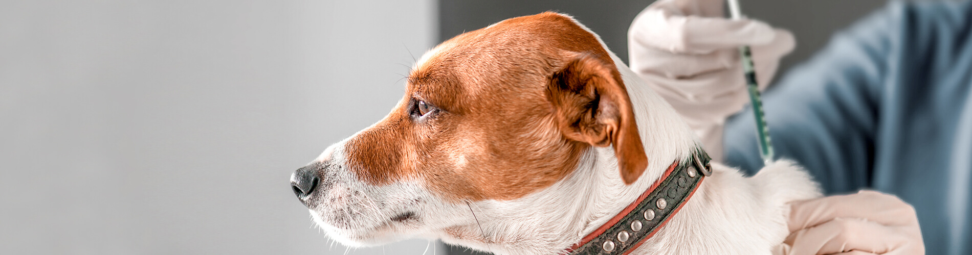 Dog Vaccinations Manchester Low Cost Dog Vaccinations Near Me