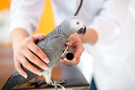 Bird Vet in Columbia