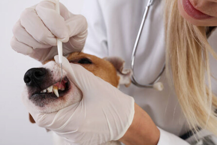 dog dentist in South Kent