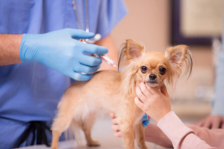  vet for dog vaccination in Wallingford Center