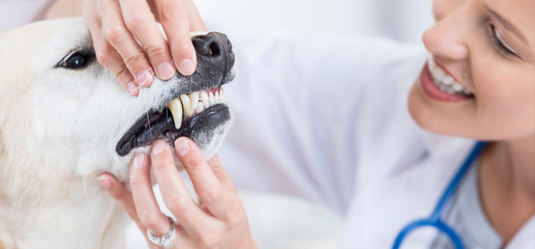 Anesthetic Dentistry in Danbury