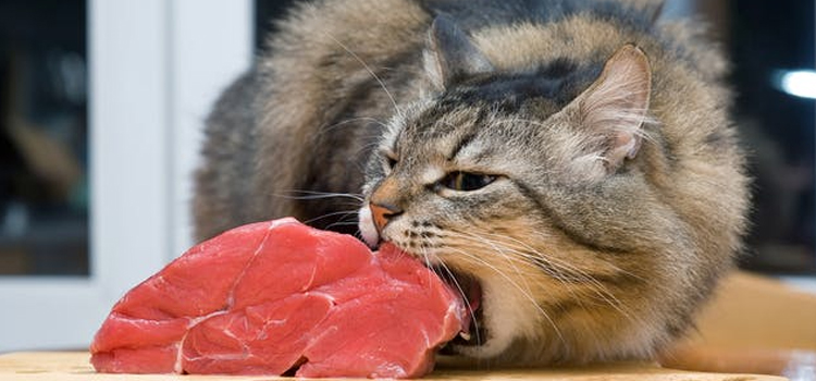 animal hospital nutritional counseling in Willingboro