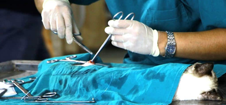 Willingboro animal hospital veterinary surgery