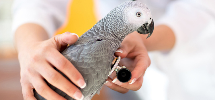 bird regular veterinary clinic in Suffield