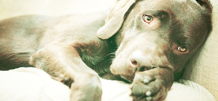 Dog Euthanasia Drugs in Putnam