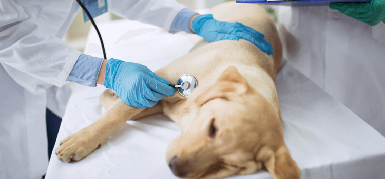 pet emergency infirmary