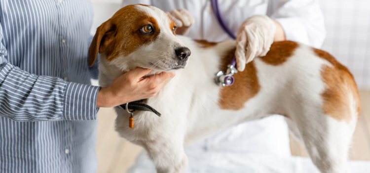 Hillsborough pet emergency infirmary
