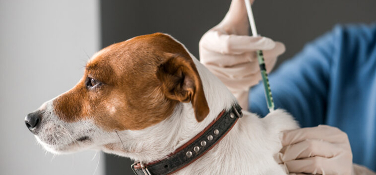dog vaccination dispensary in Groton
