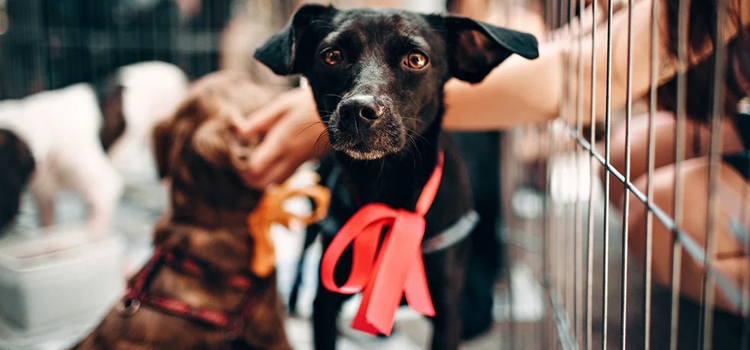 spay and neuter facilities in Somerset