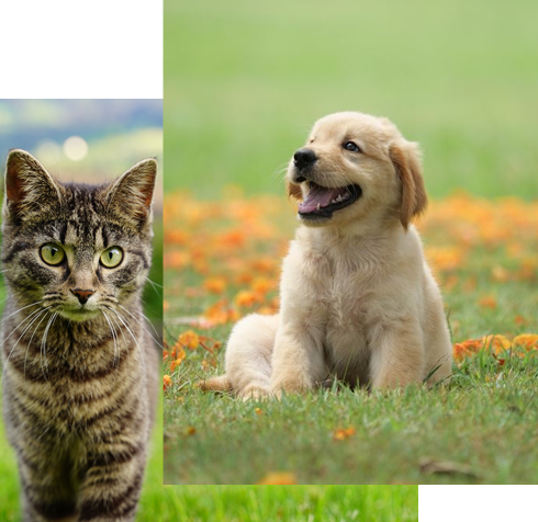 professional pet vet in Danbury